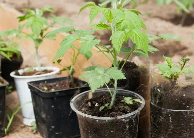 Tous nos Plants en Godet Horticole - G7, G8 & G9 cm