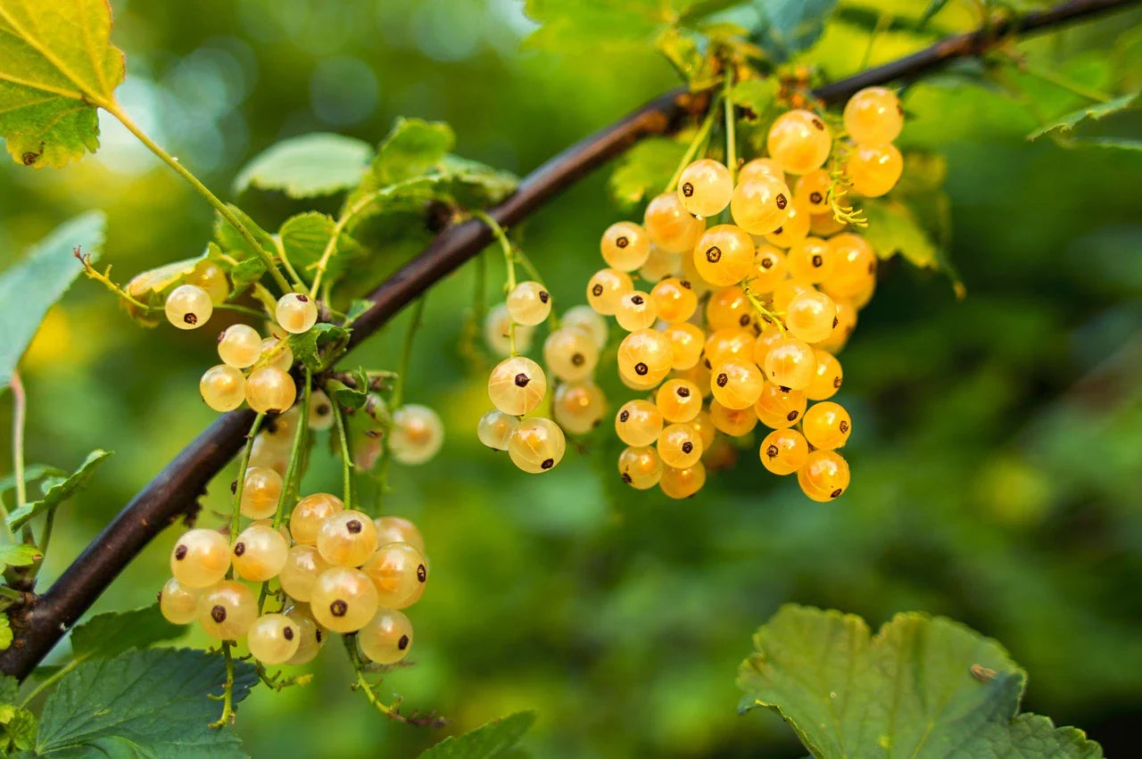 Nos Groseilliers à grappes en racine nue