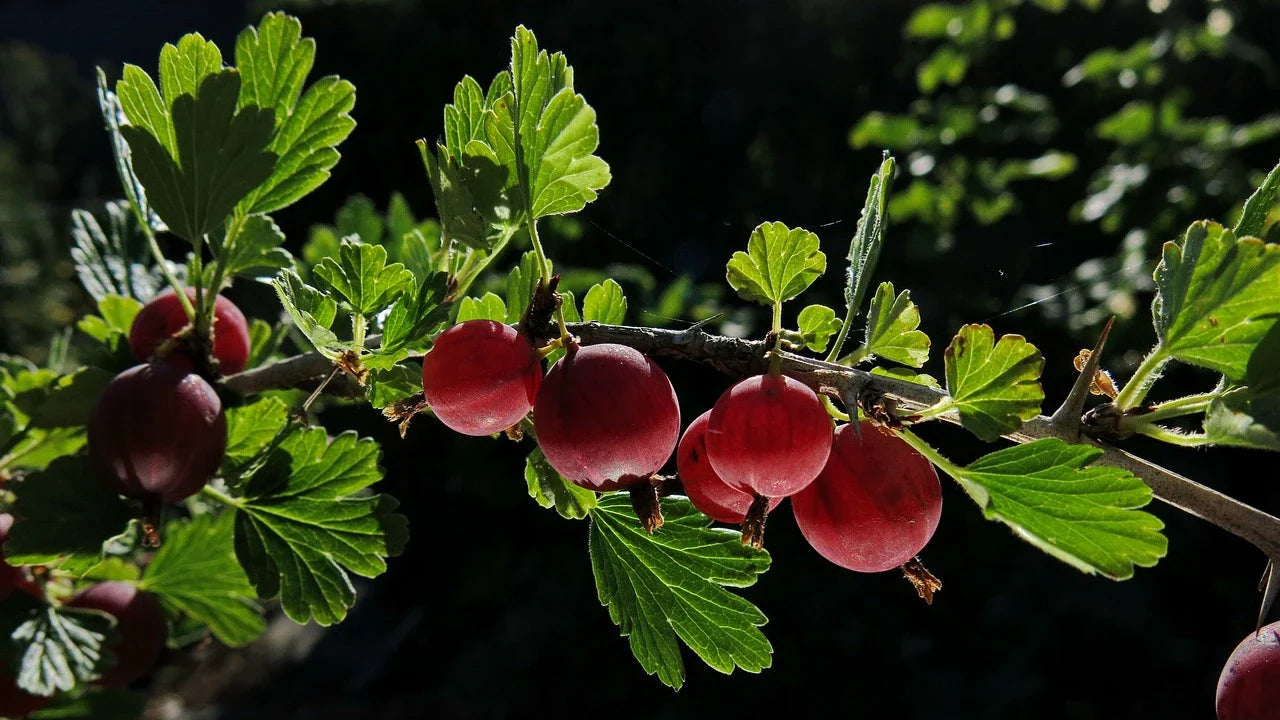 Plant de Groseillier à Maquereau Varianta à prix producteurs pour Arboriculteurs Professionnels