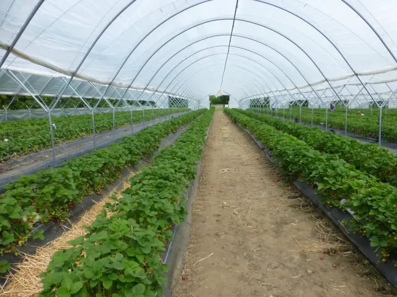 Petits Fruits : Conditionnements idéals pour la plantation