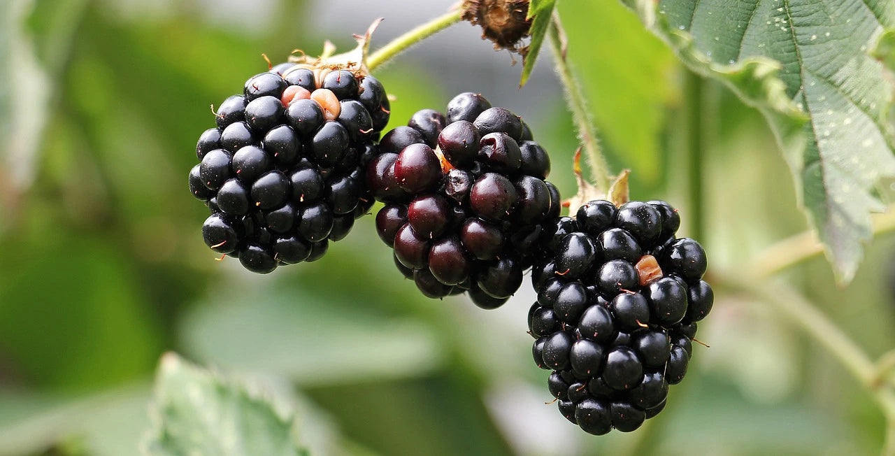 Nos Plants de Mûriers Bio de qualité pour maraîchers professionnels