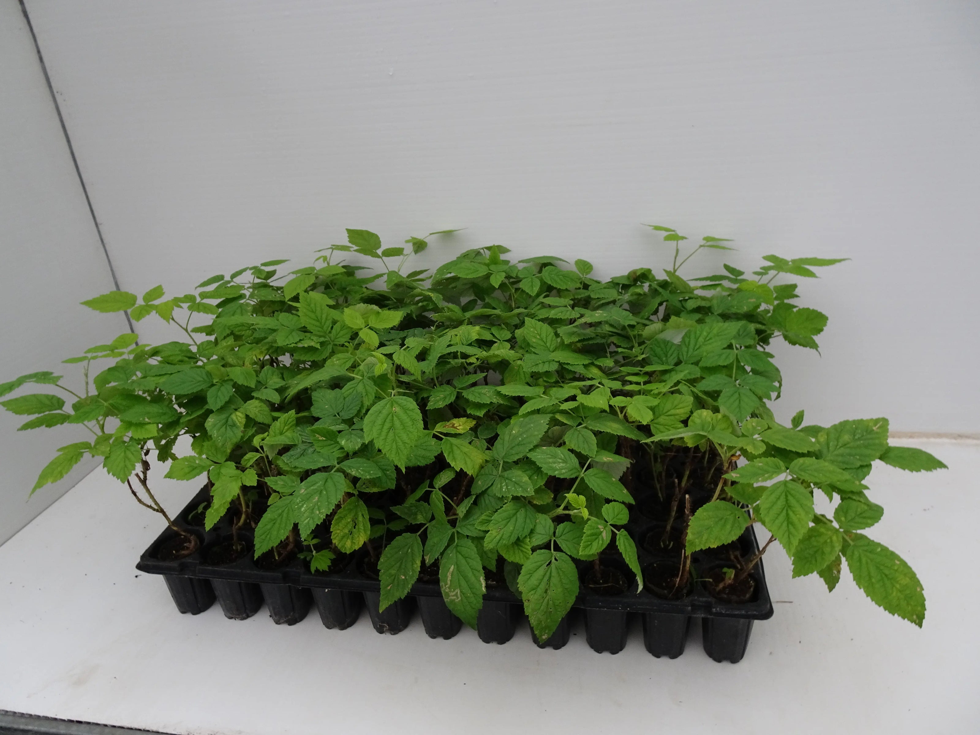 Tous nos Plants en Alvéoles - Idéal pour un lancement à faible coût