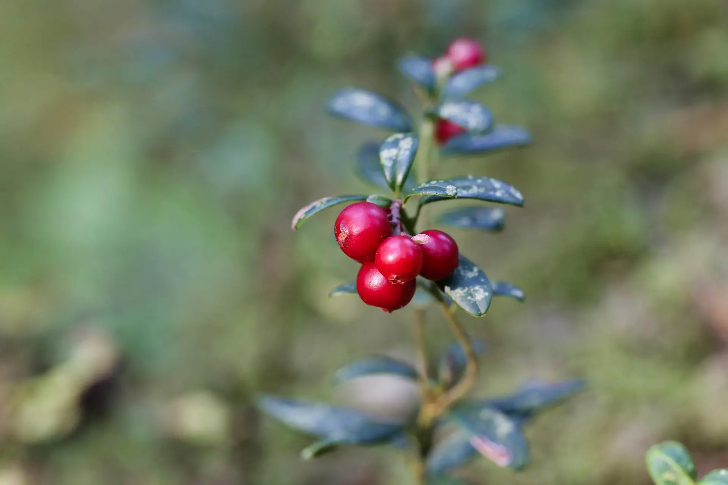 Plant Airelle Rouge Vaccinium Vitis-Idaea Fireballs Lirome - Godet 9 Cm