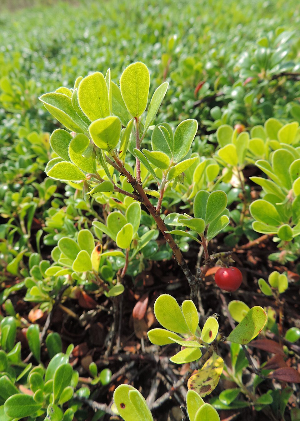 Plant Busserole Godet 9 cm (ARCTOSTAPHYLLOS uva-ursi)
