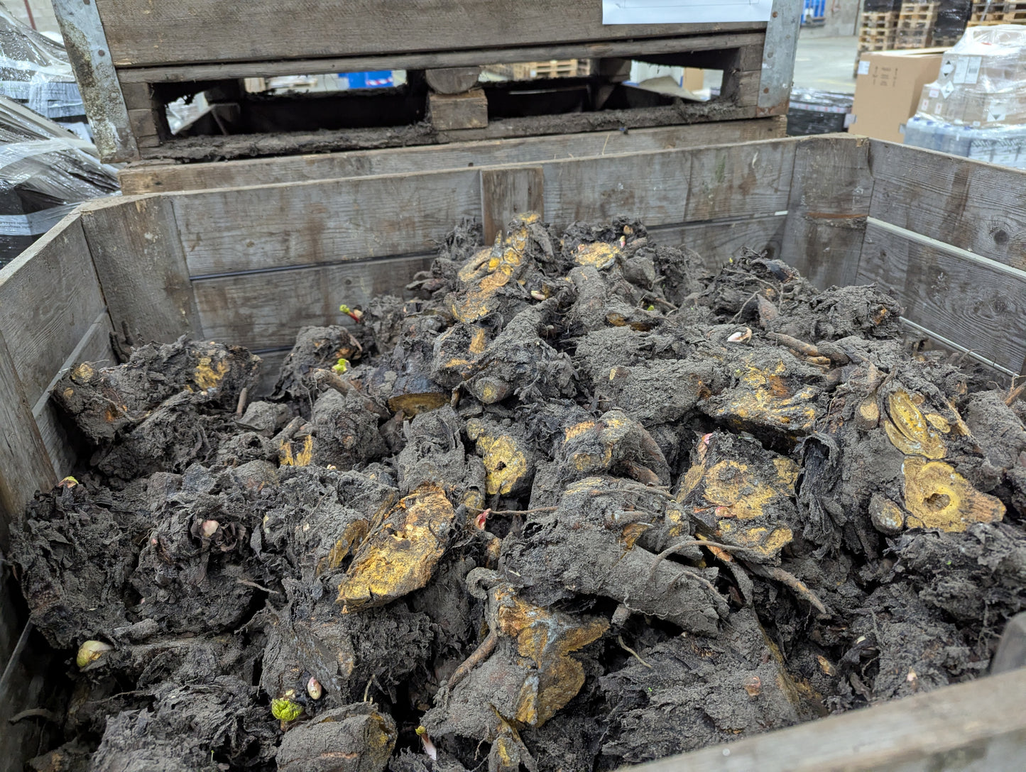 Frambozen Rood Rhubarb crown - plant for Growers