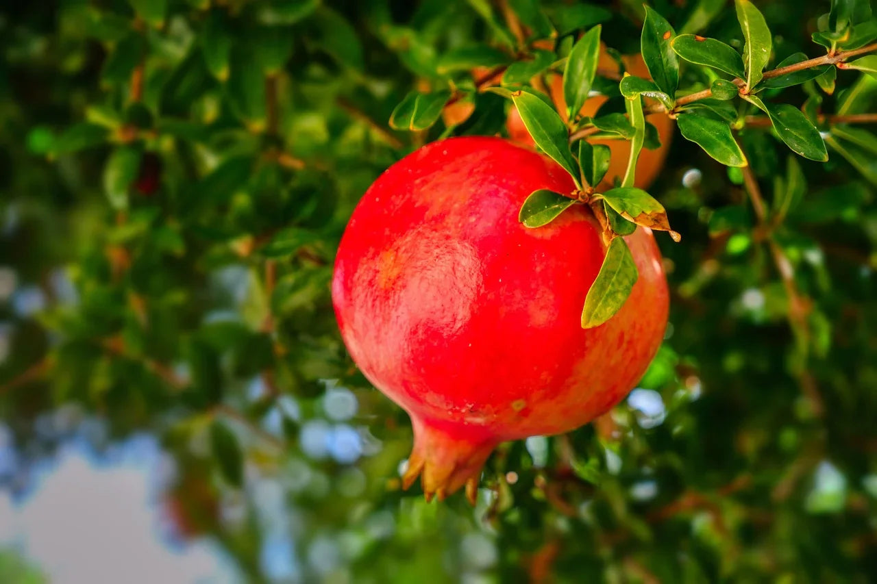 Organic Fleshmann Pomegranate 4l pot 2 years - plant for Growers