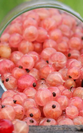 Plant GROSEILLIER à GRAPPE Gloire des Sablons BIO-Pot de 1.6 litres