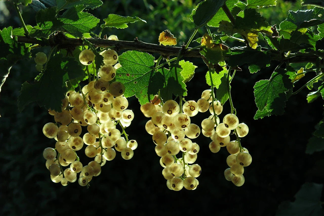 Blanka Redcurrant bare root 3 branches - plant for Growers