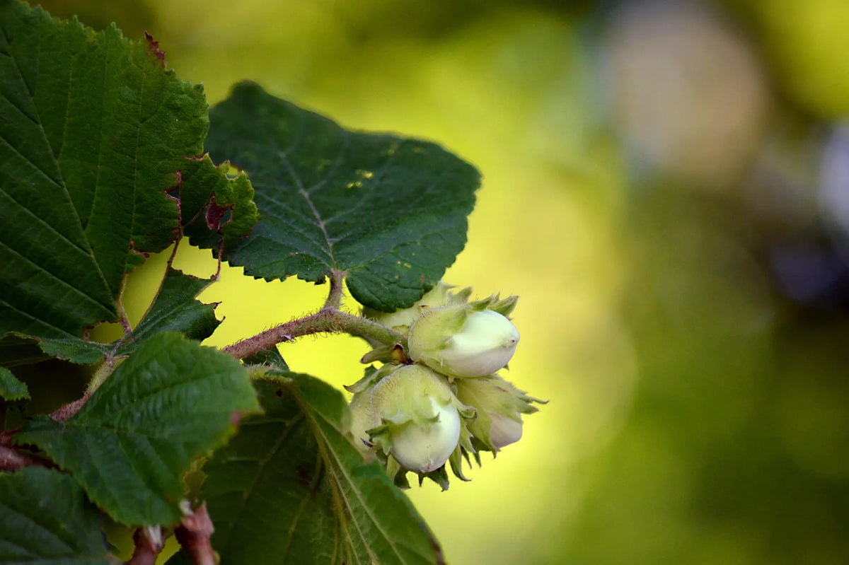 Plant Noisetier Red Majestic POT 1L (CORYLUS avellana)