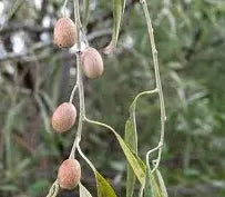 Plant OLIVIER DE BOHÈME Quicksilver BIO-Pot de 1 litre