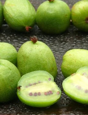 Organic Super Jumbo Hardy kiwi 2l 60cm pot - plant for Growers