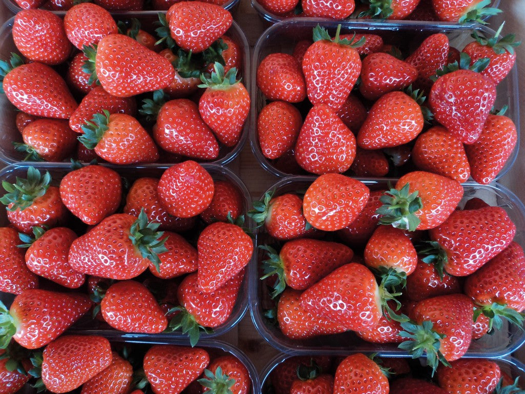 Plants de fraisier de qualité livraison toute France