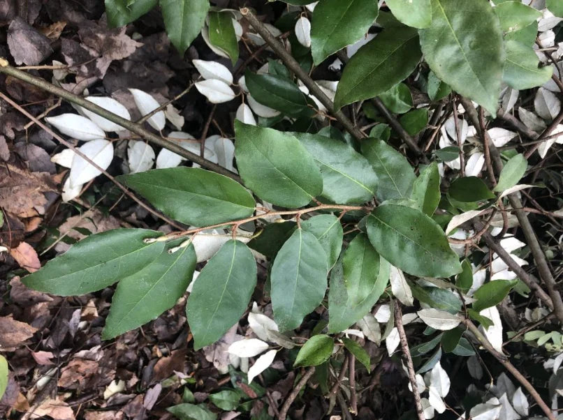 Plant ELEAGNUS Fortunella® Bio - Pot de 2 L, hauteur 40 cm