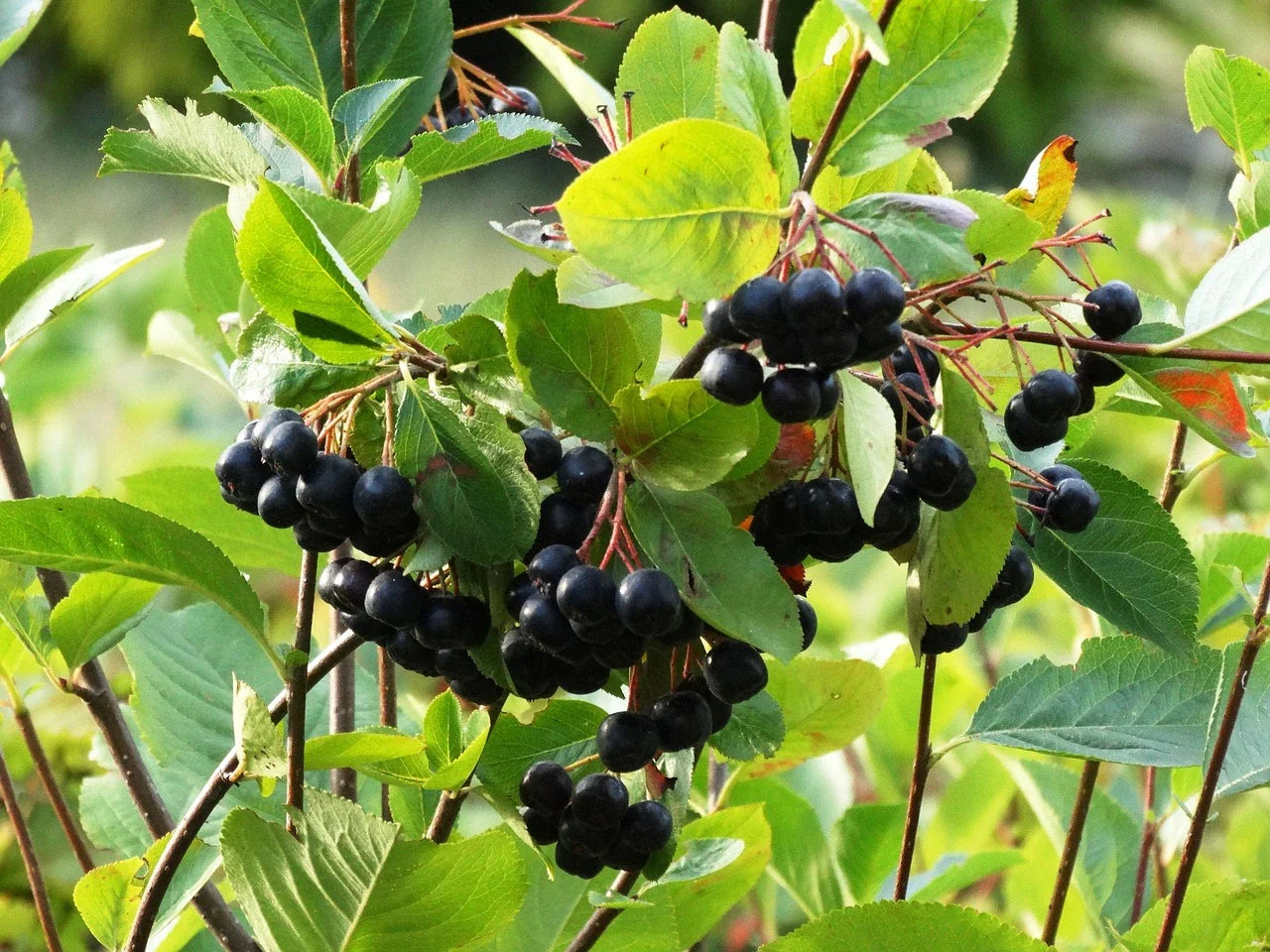 Plant ARONIA à feuilles de Prunier Bio-Pot de 1.6 litres