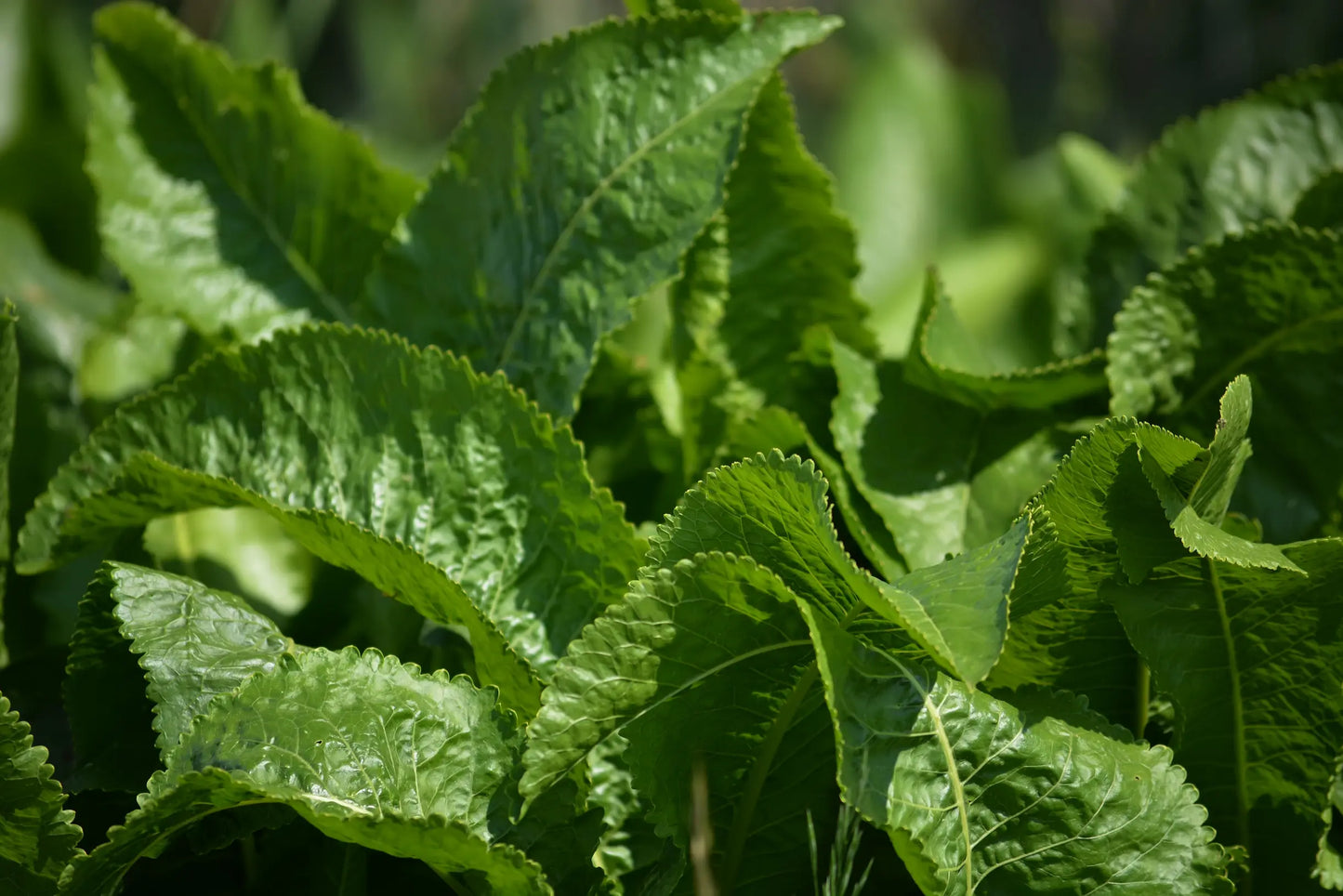 Plant Raifort Sauvage Armoracia Rusticana - Godet 9 Cm