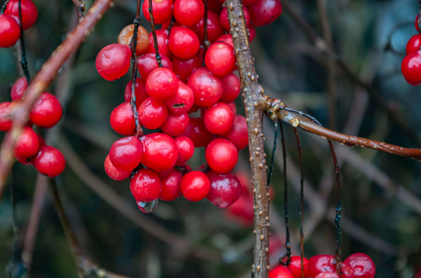 Plant Schisandra À Fleurs Rouges Schisandra Rubriflora - Godet 9 Cm