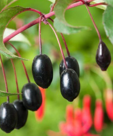 Plants Fuchsia à Fruit Comestible de qualité pour maraîchers professionnels