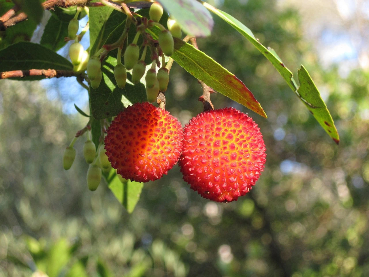 Plants Arbousier de qualité pour maraîchers professionnels