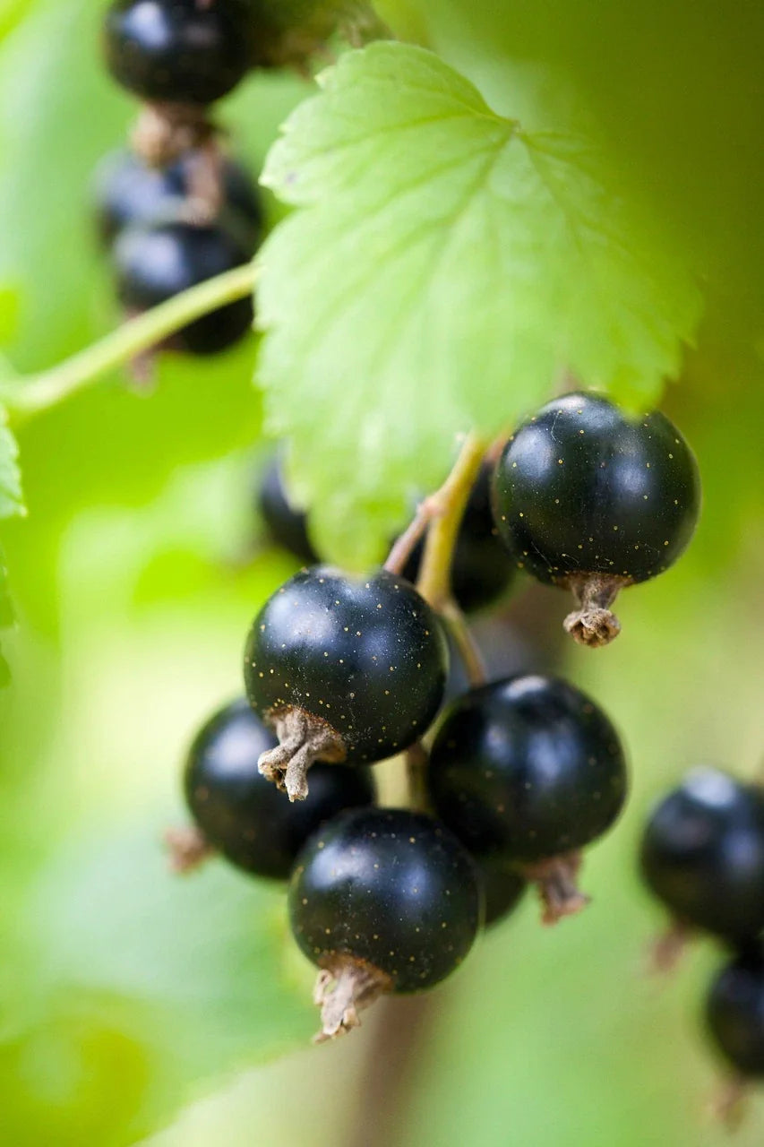Nos producteurs partenaires de plants de cassissiers - Plants professionnels à prix producteur