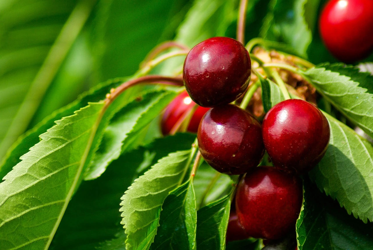 Plants Cerisiers à Grappes de qualité pour maraîchers professionnels