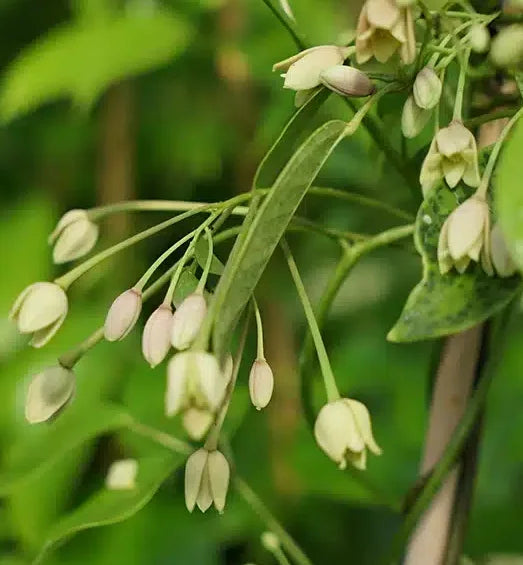 Plants Goufla - Vigne Bleue de Chine de qualité pour maraîchers professionnels