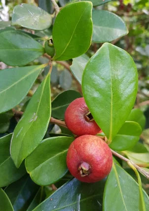 Plants Goyavier Fraise de qualité pour maraîchers professionnels