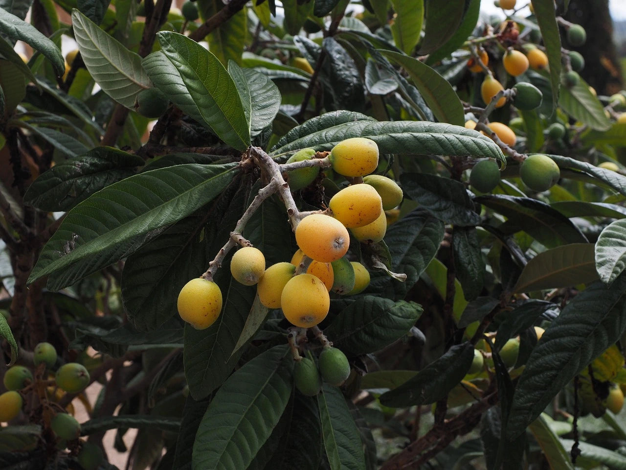 Plants de Néflier du Japon de qualité pour maraîchers professionnels