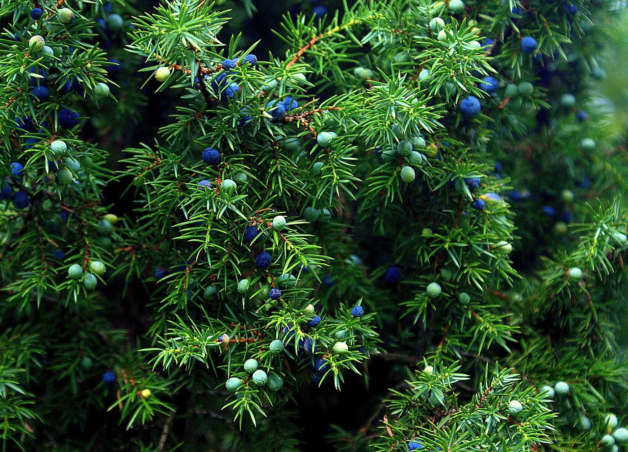 Plants Genévrier de qualité pour maraîchers professionnels