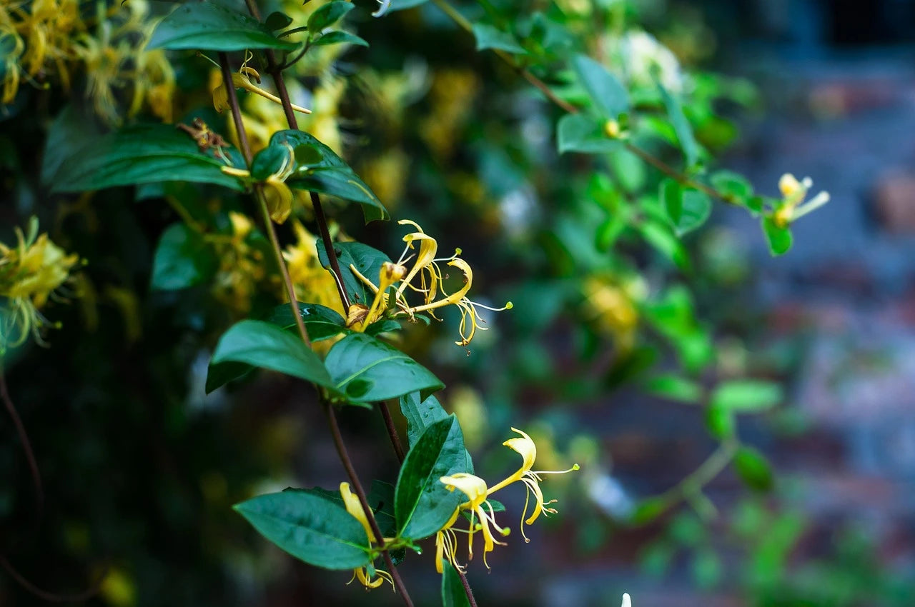 Plants Chèvrefeuille de qualité pour maraîchers professionnels