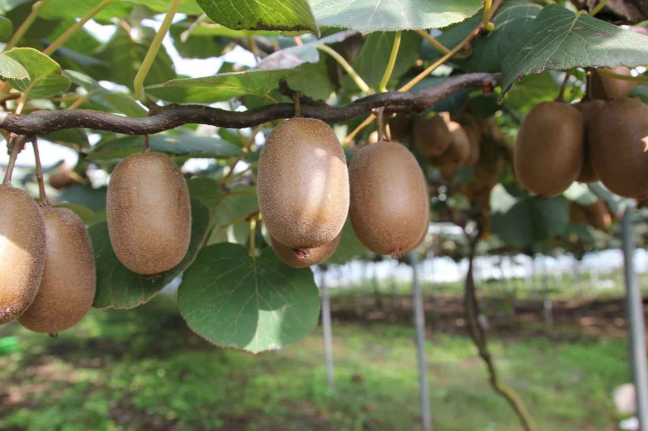 Nos Plants de Kiwi de qualité pour maraîchers professionnels