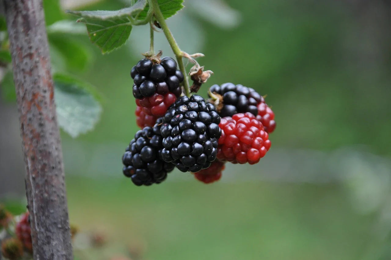 Plant de Mûrier loch ness à prix producteurs pour maraîchers professionnels