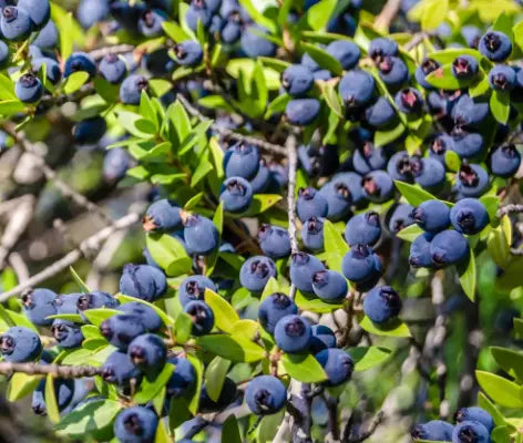 Plants de Myrte de qualité pour maraîchers professionnels