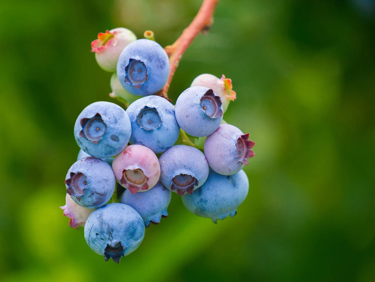 Plant de Myrtillier reka à prix producteurs pour maraîchers professionnels