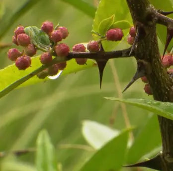 Nos Poivriers - Nos plants de Poivrier