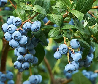 Plants Bleuet Nain de qualité pour maraîchers professionnels