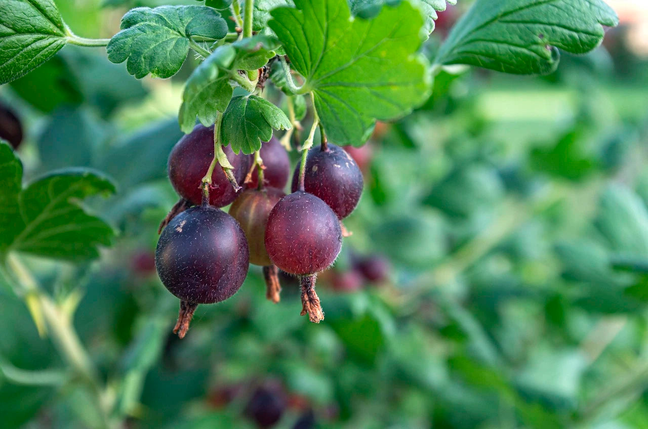 Nos Plants de Casseilles de qualité pour maraîchers professionnels