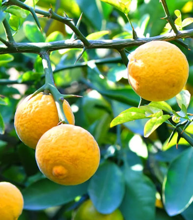 Plants Citronnier épineux de qualité pour maraîchers professionnels