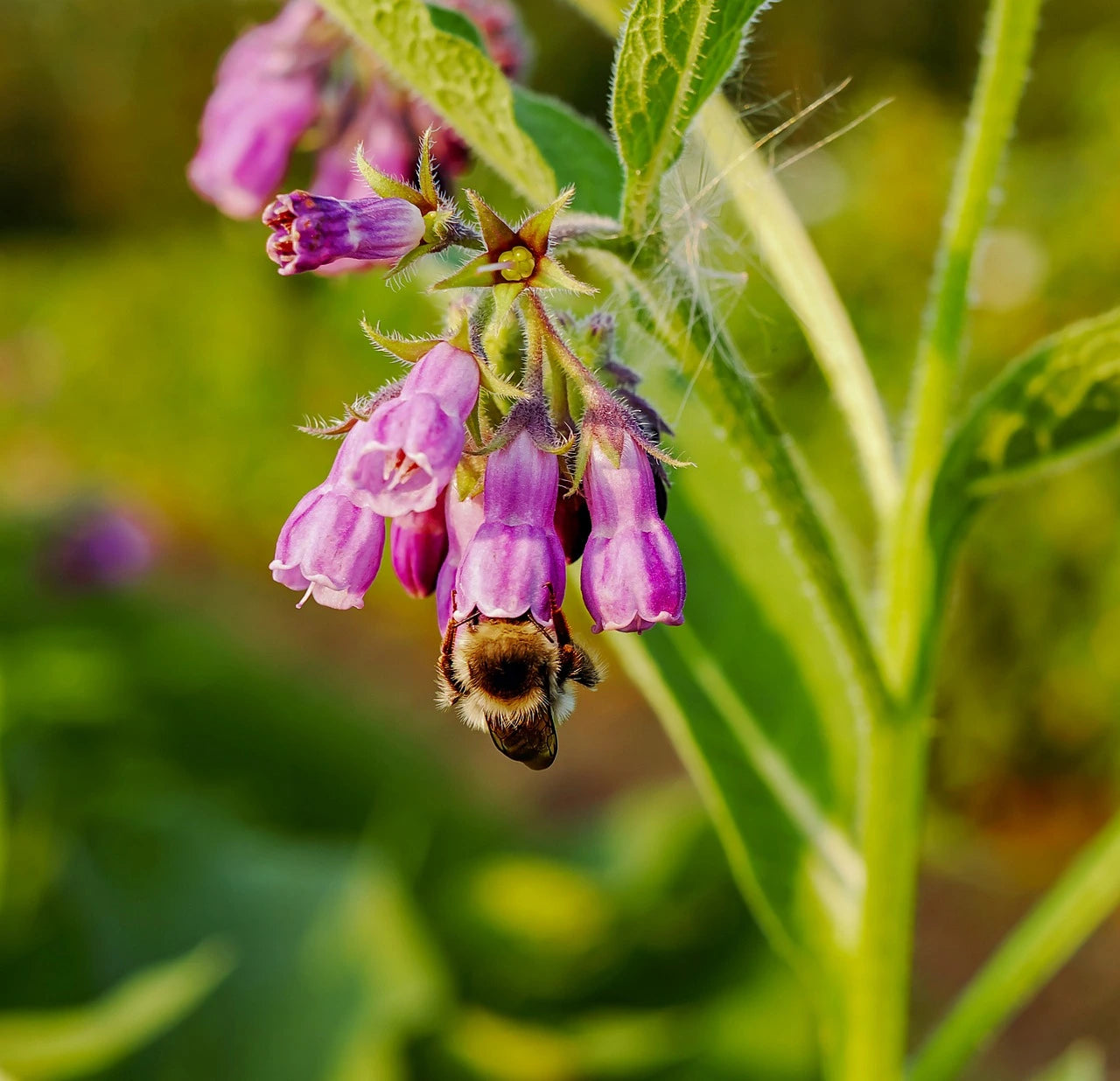 Plants Consoude Officinale de qualité pour maraîchers professionnels