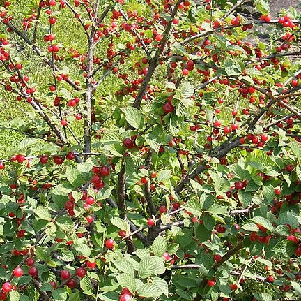 Plants Ragouminier de qualité pour maraîchers professionnels