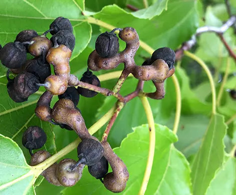 Plants Raisinier de Chine de qualité pour maraîchers professionnels