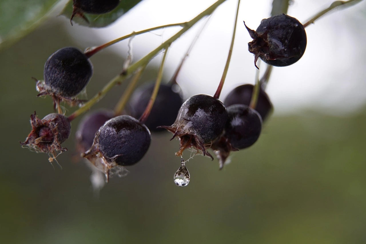 Plants Amélanchier de qualité pour maraîchers professionnels