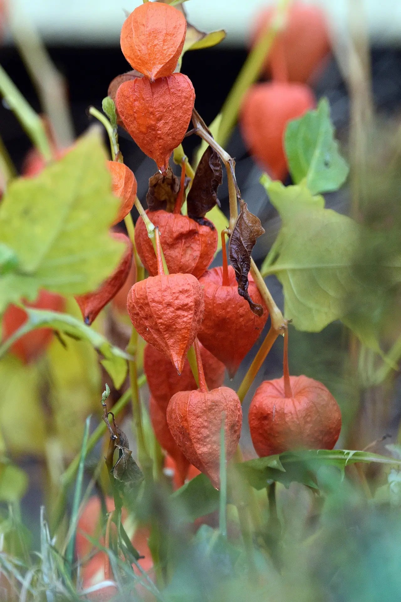 Nos Physalis de qualité pour maraîchers professionnels et pépiniéristes