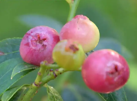Plant MYRTILLIER Pink Lemonade Non-traité / conventionnel - Godet horticole de 9 cm