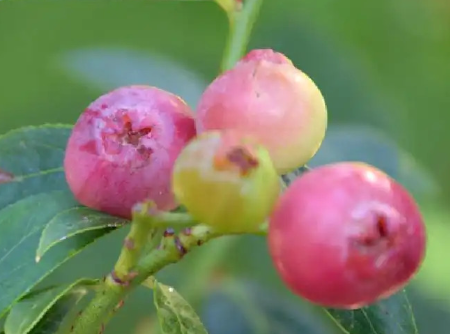 Plant MYRTILLIER Pink Lemonade Conventionnel - Pot de 1 litre