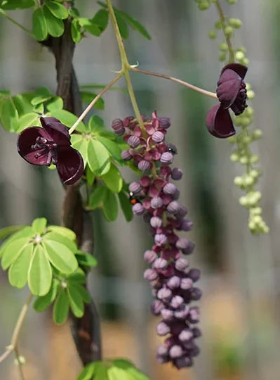 Plant Akébie Quinata Cream Form