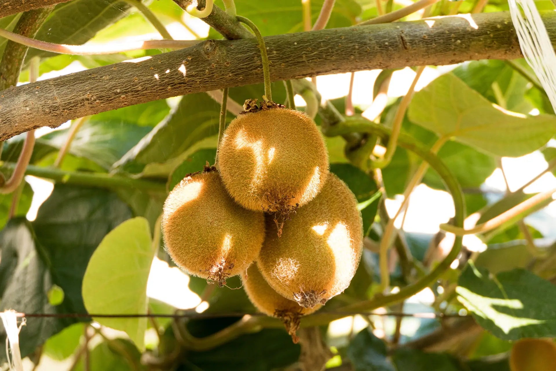 Plant Kiwi Hybride Actinidia Hybride Zakarpacie - Godet 9 Cm