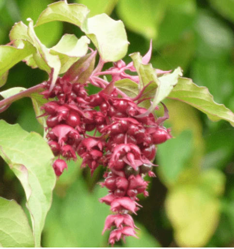 Organic Himalayan honeysuckle P9 pot - plant for Growers