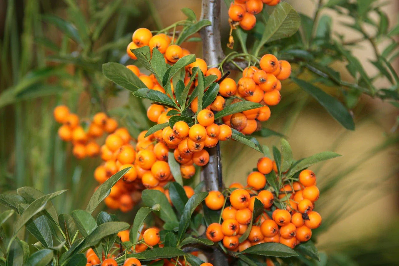 Organic Pollmix Sea buckthorn 2l 40cm pot - plant for Growers