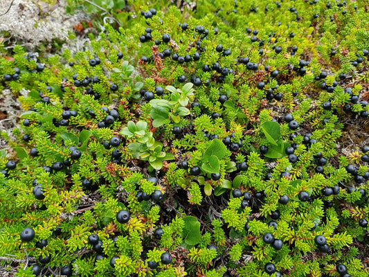 Plant Camarine Noire Empetrum Nigrum Bernstein - Godet 9 Cm