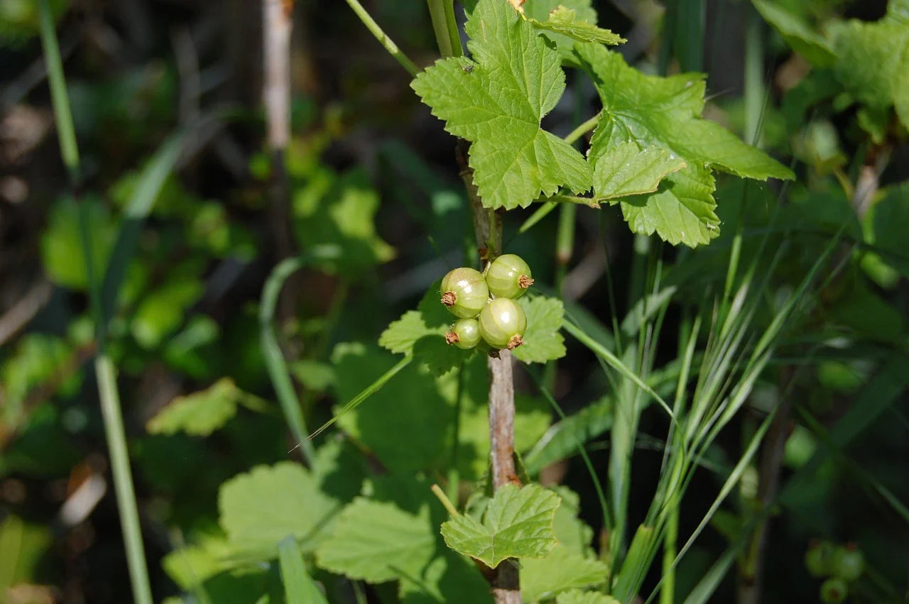 Organic Cassis blanc Blackcurrant 1.6l pot - plant for Growers